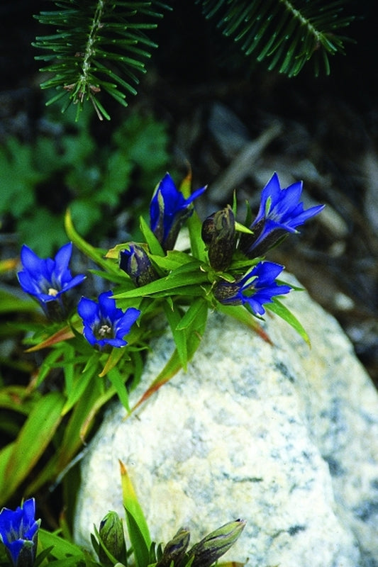 Image of Gentiana scabra|Juniper Level Botanic Gdn, NC|JLBG