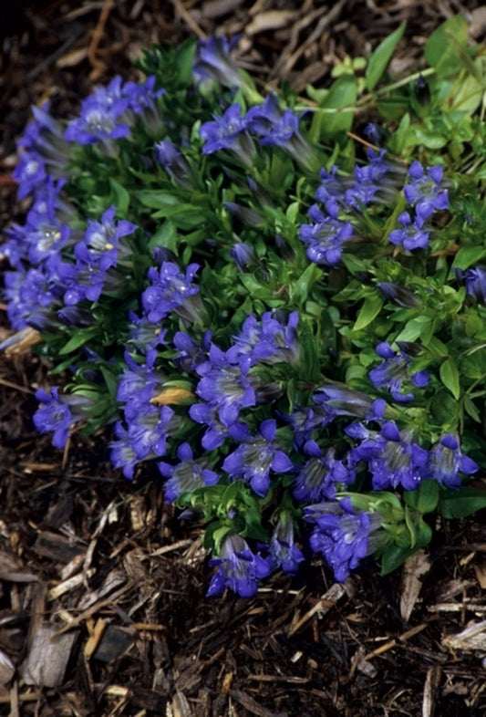 Image of Gentiana septemfida var. lagodechiana|Juniper Level Botanic Gdn, NC|JLBG