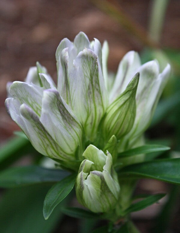 Image of Gentiana villosa 'Whitehall'|Juniper Level Botanic Gdn, NC|JLBG