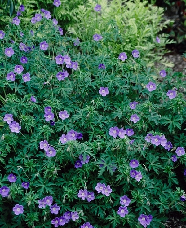 Learn about Geranium 'Brookside' | Cranesbill | Perennial Encyclopedia