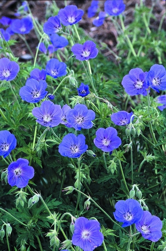 Image of Geranium 'Orion'|Juniper Level Botanic Gdn, NC|JLBG