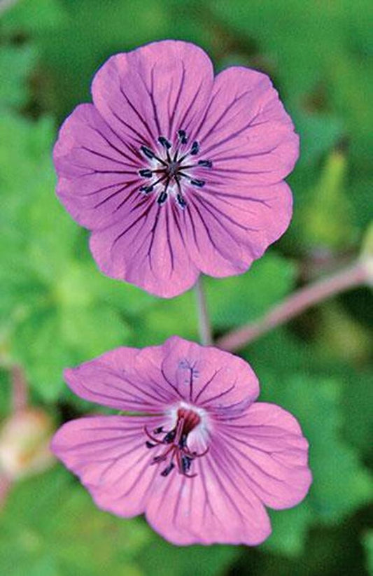 Image of Geranium 'Pink Penny' PP 17,656|Juniper Level Botanic Gdn, NC|JLBG