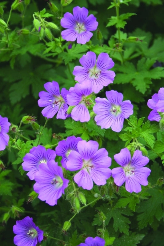 Image of Geranium 'Sirak'|Juniper Level Botanic Gdn, NC|JLBG