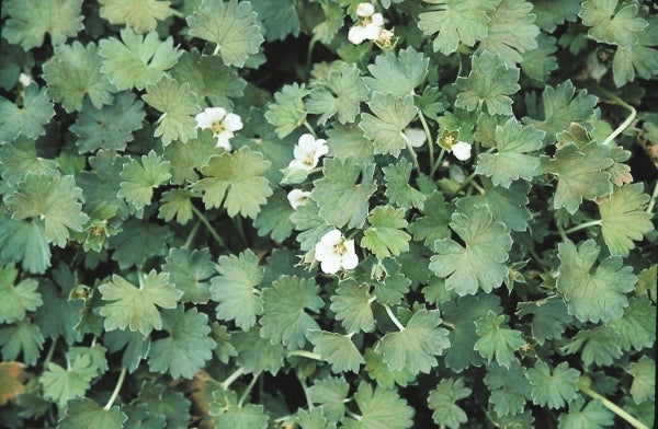 Image of Geranium 'Stanhoe'|Juniper Level Botanic Gdn, NC|JLBG