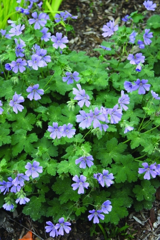 Image of Geranium 'Stephanie' PPAF|Juniper Level Botanic Gdn, NC|JLBG