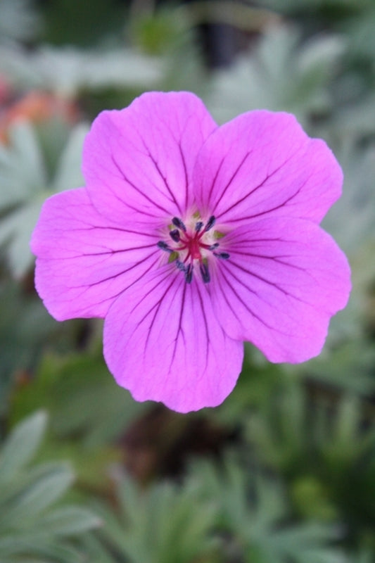 Image of Geranium 'Tiny Monster'|Juniper Level Botanic Gdn, NC|JLBG