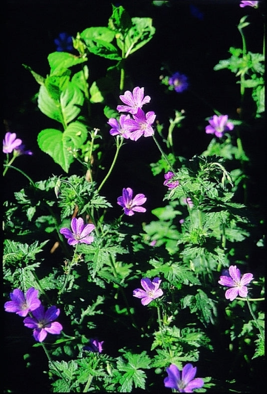 Image of Geranium x oxonianum 'Claridge Druce'|Juniper Level Botanic Gdn, NC|JLBG