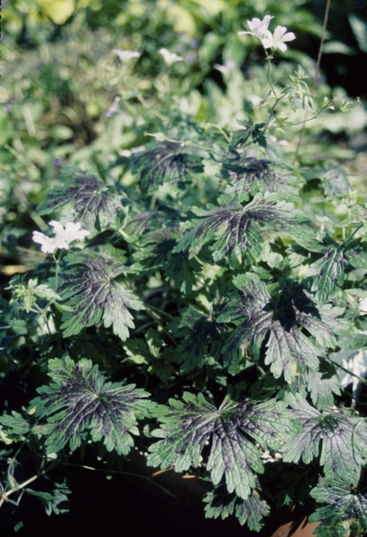 Image of Geranium x oxonianum 'Katherine Adele'|Terra Nova Nurseries, OR|