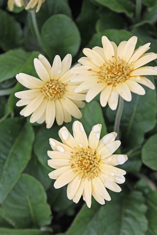 Image of Gerbera 'Drakensberg Apricot'|Juniper Level Botanic Gdn, NC|JLBG