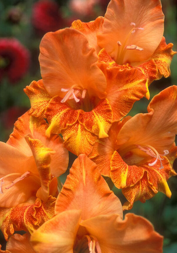 Image of Gladiolus 'Firedance' by Old House Gardens