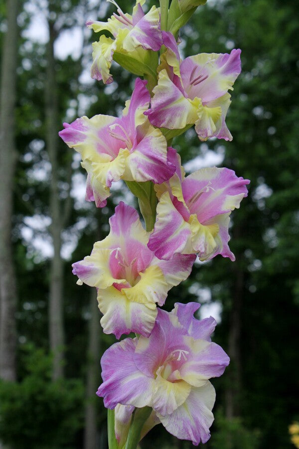 Image of Gladiolus 'Lilac and Chartreuse'