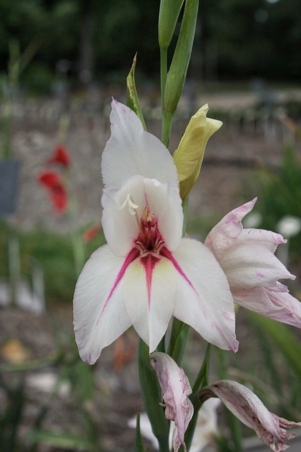 Image of Gladiolus 'Lucky Star'|Juniper Level Botanic Gdn, NC|JLBG