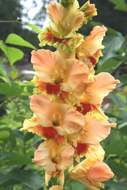 Image of Gladiolus 'Mexicana'