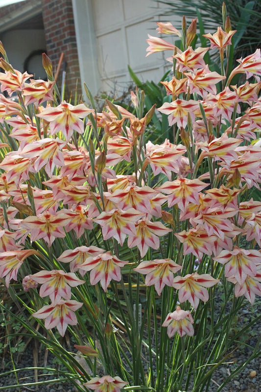Image of Gladiolus 'Peachy Cheeks'|Juniper Level Botanic Gdn, NC|