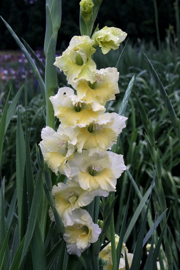 Image of Gladiolus 'Spring Maid'