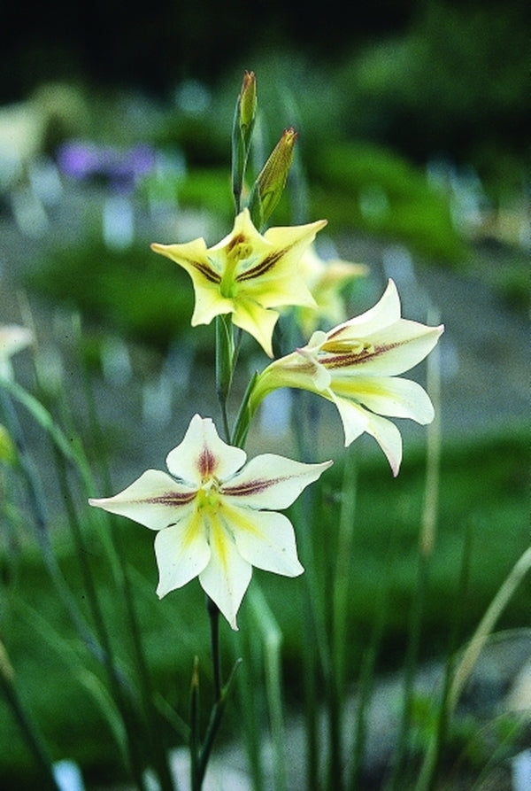 Image of Gladiolus 'West Coast Hybrids'|Juniper Level Botanic Gdn, NC|JLBG