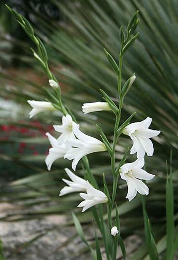 Image of Gladiolus italicus 'Texas Snowflurry'|Juniper Level Botanic Gdn, NC|JLBG