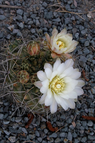 Learn about Gymnocalycium deeszianum | Cordoba Naked Chalice Cactus