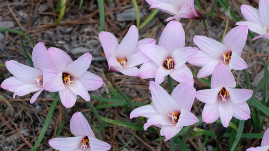 Image of Habranthus 'Candy Cane'|Juniper Level Botanic Gdn, NC|JLBG