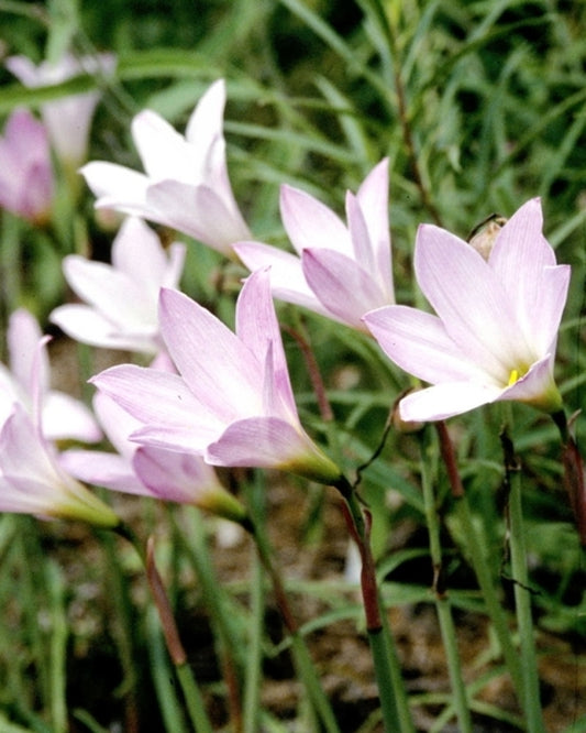 Image of Habranthus x floryi Green Base|Juniper Level Botanic Gdn, NC|JLBG