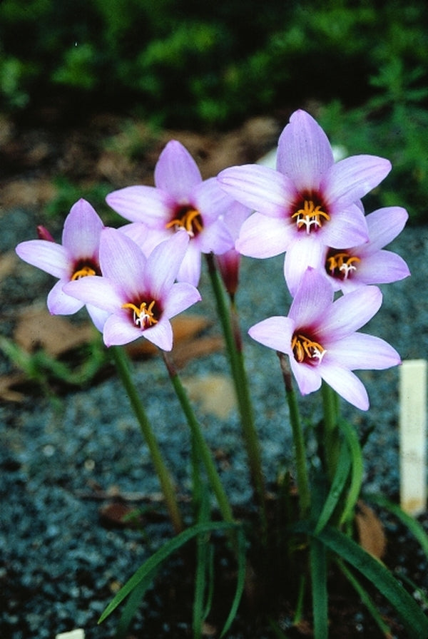 Image of Habranthus x floryi Purple Base|Juniper Level Botanic Gdn, NC|JLBG