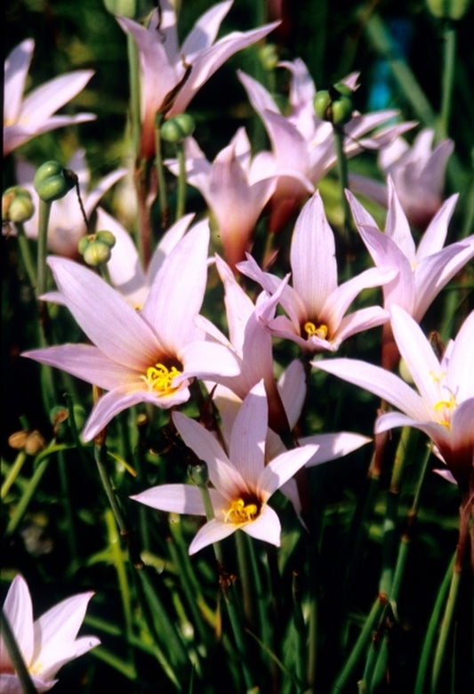 Image of Habranthus martinezii|Juniper Level Botanic Gdn, NC|JLBG