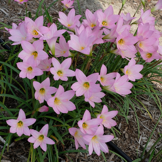 Image of Habranthus robustus 'Pink Chiffon'taken at Juniper Level Botanic Gdn, NC by JLBG