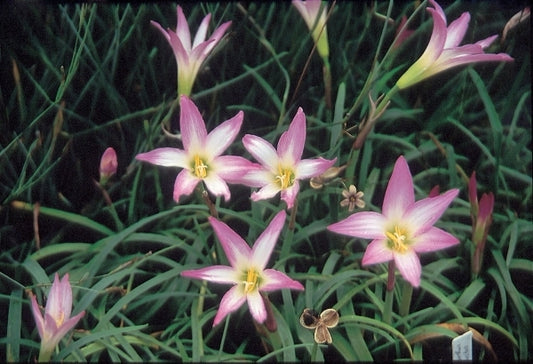 Image of Habranthus robustus|Juniper Level Botanic Gdn, NC|JLBG