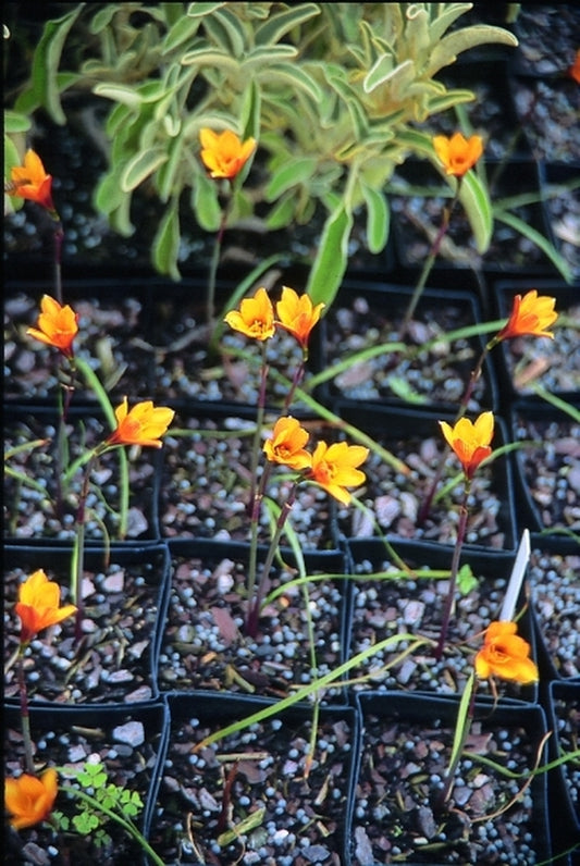 Image of Habranthus tubispathus var. texensis|Juniper Level Botanic Gdn, NC|JLBG