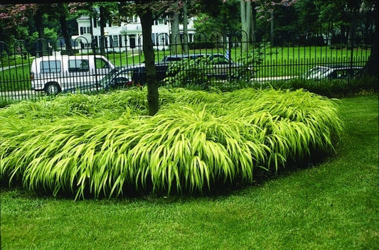 Image of Hakonechloa macra 'Aureola'|P. Stygall Gdn, IN|