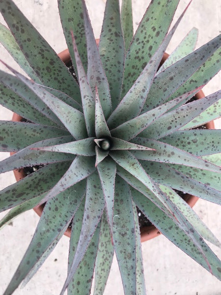 Image of Hansara 'Jumping Jacks' PP 31,628|Walters Gardens, MI|