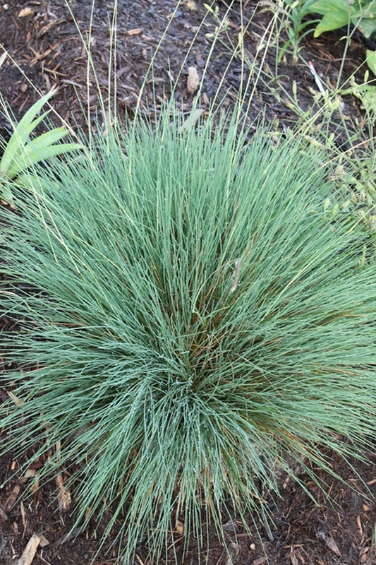 Image of Harpochloa falx|Juniper Level Botanic Gdn, NC|JLBG