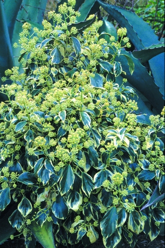 Image of Hedera algeriensis 'Whipped Cream'|Juniper Level Botanic Gdn, NC|JLBG