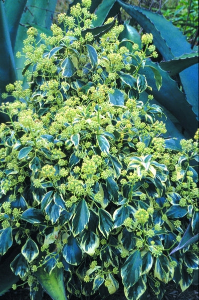 Learn about Hedera algeriensis 'Whipped Cream' | Adult Variegated Algerian  Ivy