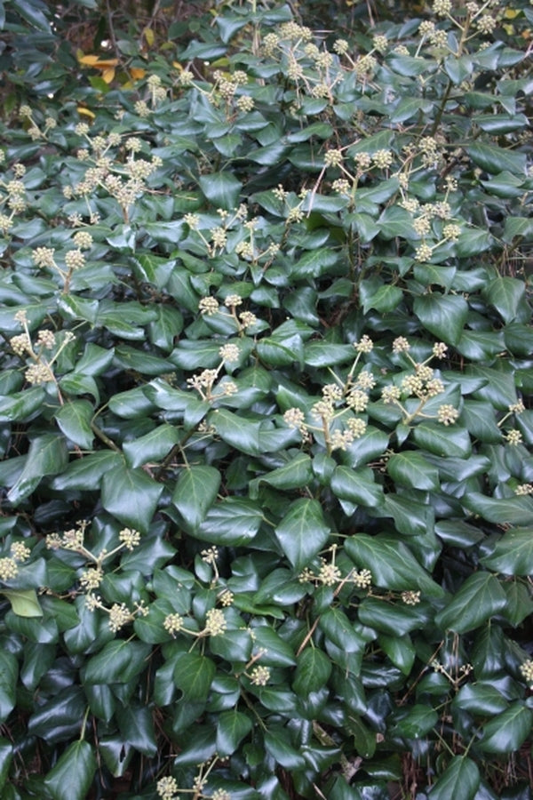 Image of Hedera colchica 'Green Spice'|Juniper Level Botanic Gdn, NC|JLBG