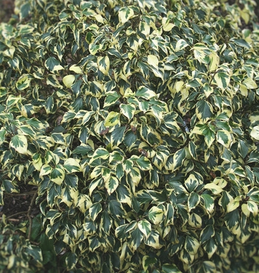 Image of Hedera helix 'Buttermint'||