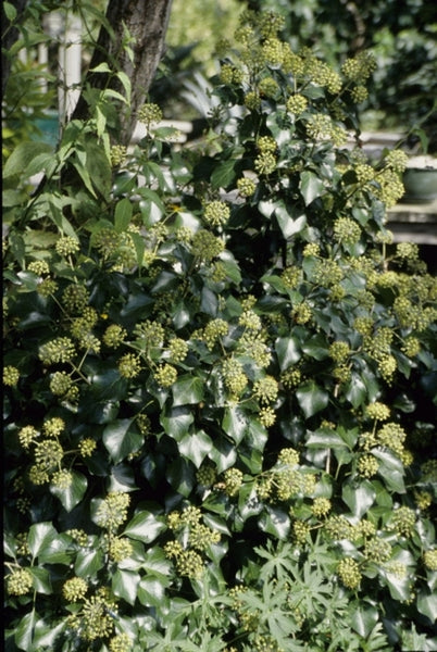 Learn about Hedera helix forma poetarum 'Poetica Arboreum' | Hardy Bush Ivy 