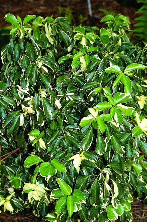 Image of Hedera rhombea 'Creme de Menthe'|Juniper Level Botanic Gdn, NC|JLBG