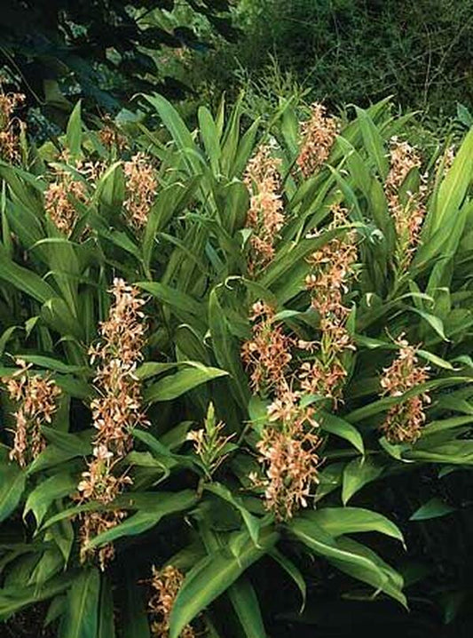 Image of Hedychium 'Carnival'|Juniper Level Botanic Gdn, NC|JLBG