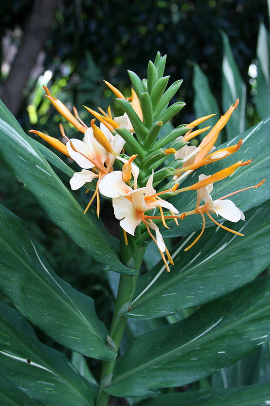 Image of Hedychium 'Dr. Moy'|Juniper Level Botanic Gdn, NC|JLBG