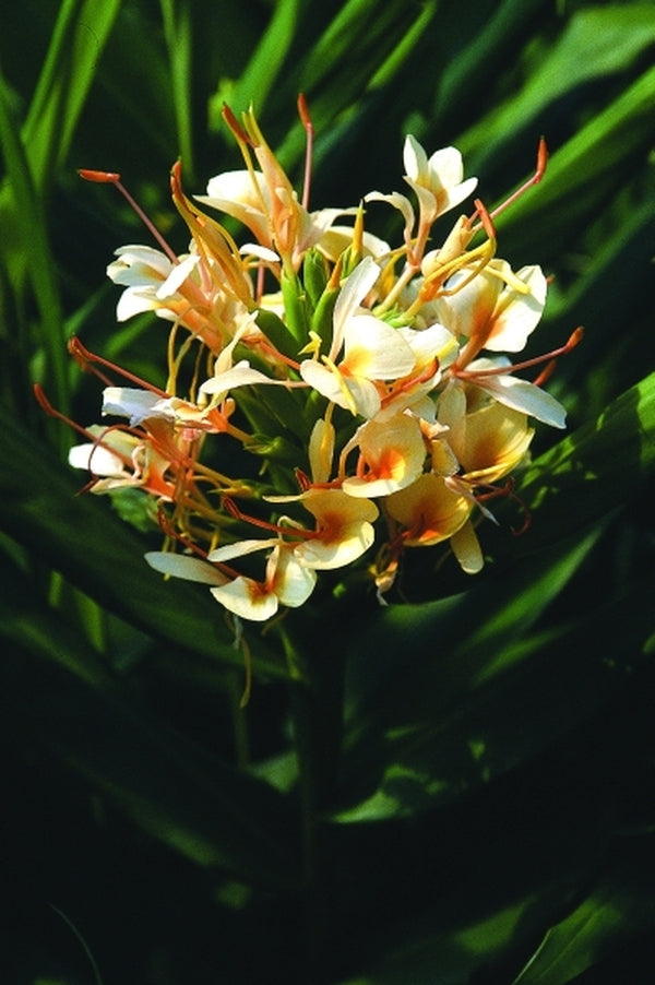 Image of Hedychium 'Tai Empress'|Juniper Level Botanic Gdn, NC|JLBG
