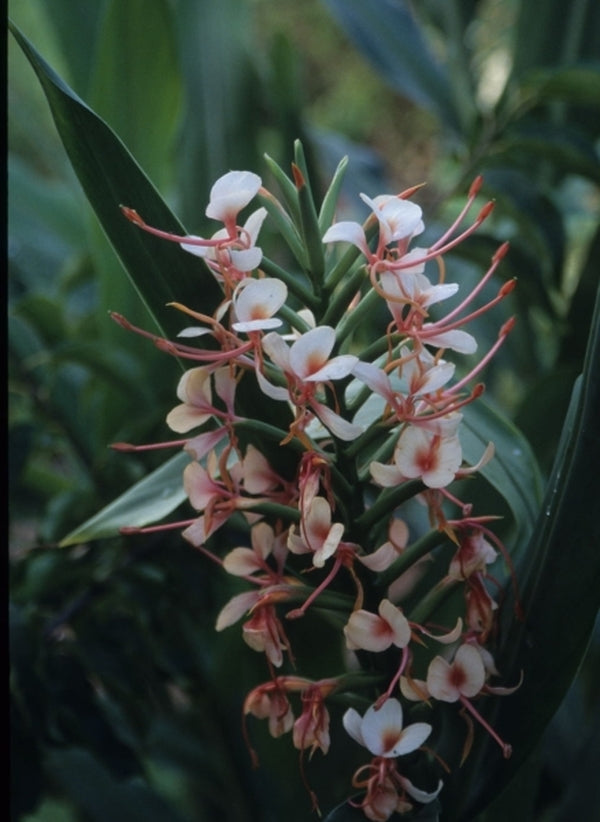 Image of Hedychium 'Tai Pink Profusion'|Juniper Level Botanic Gdn, NC|JLBG