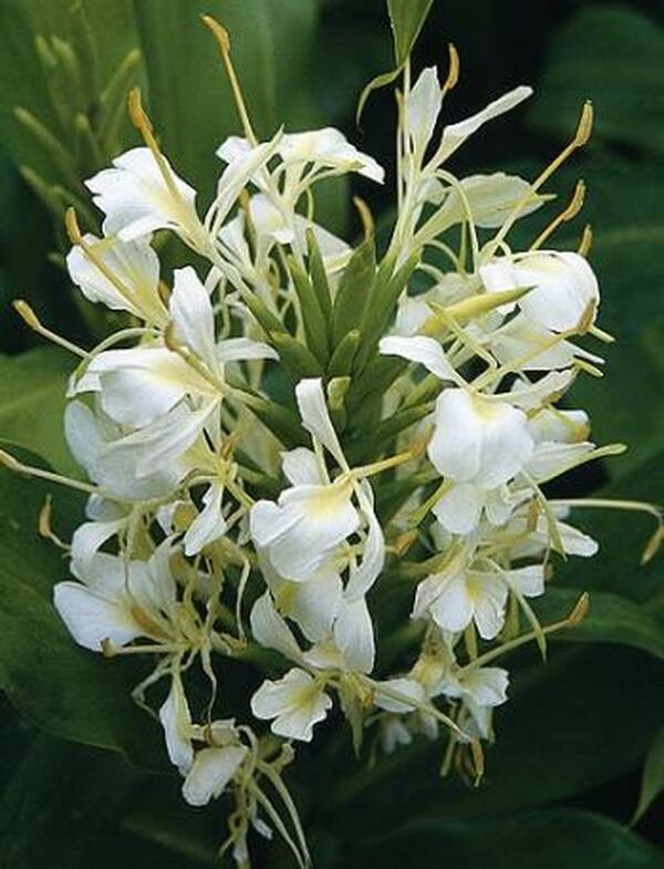 Image of Hedychium 'Tai Savannah'|Juniper Level Botanic Gdn, NC|JLBG