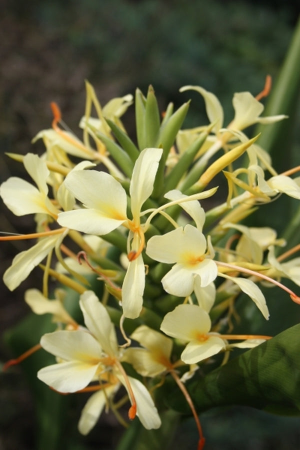 Image of Hedychium 'Tai Sunlight'|Juniper Level Botanic Gdn, NC|JLBG
