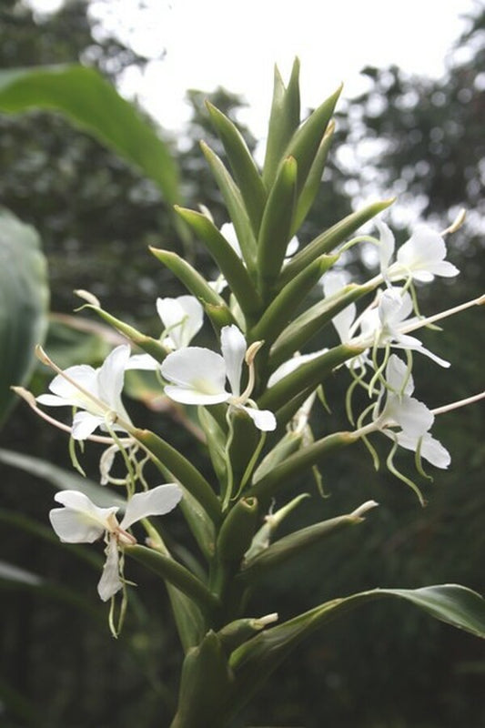 Image of Hedychium flavescens 'Sasquatch'|Juniper Level Botanic Gdn, NC|JLBG