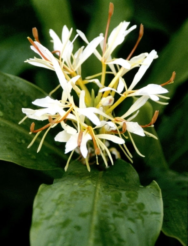 Image of Hedychium forrestii|Juniper Level Botanic Gdn, NC|JLBG