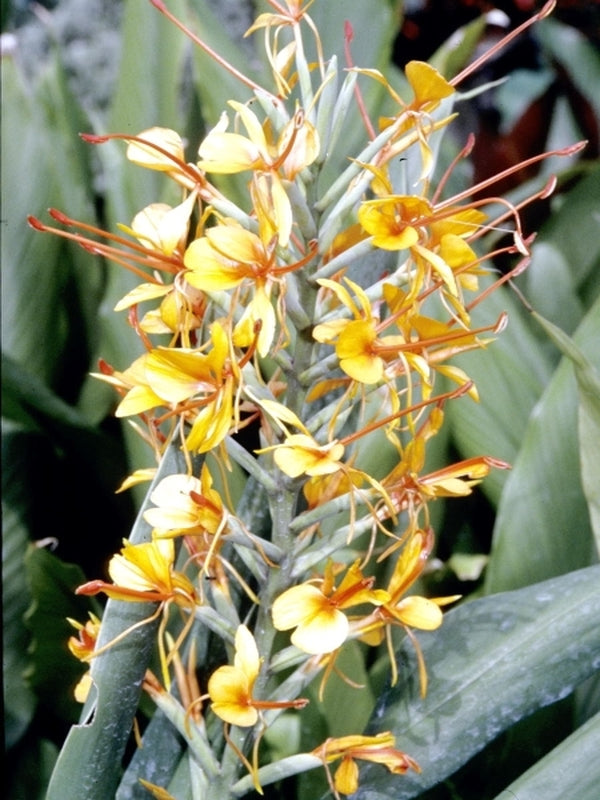 Image of Hedychium x moorei 'Tara' (gardnerianum x coccineum)|Juniper Level Botanic Gdn, NC|JLBG