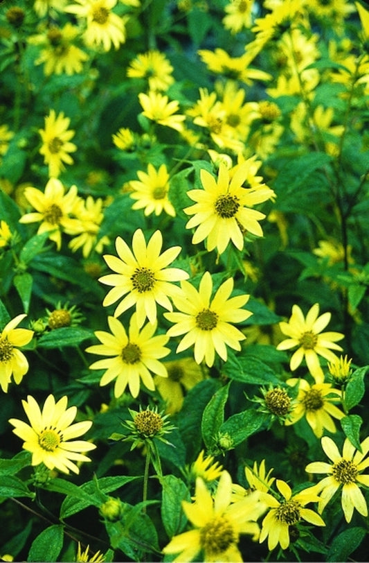 Image of Helianthus 'Lemon Queen'|Juniper Level Botanic Gdn, NC|JLBG