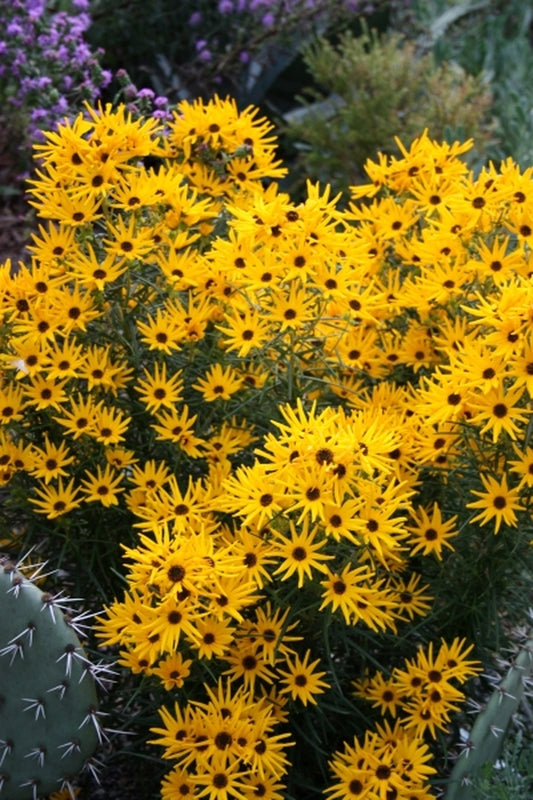 Image of Helianthus angustifolius 'Low Down' taken at Juniper Level Botanic Gdn, NC by JLBG