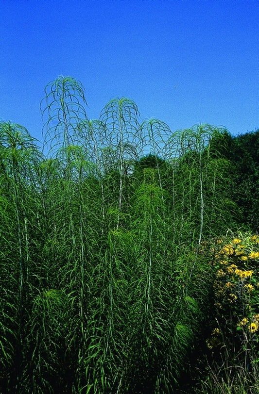 Image of Helianthus salicifolius|Michigan State Univ, MI|
